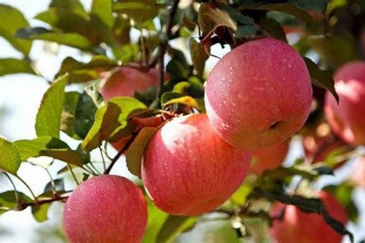 一文看懂:什么是矿源黄腐酸钾,有哪些作用,该如何使用？