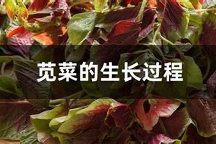 红苋菜出苗后怎么浇水施肥