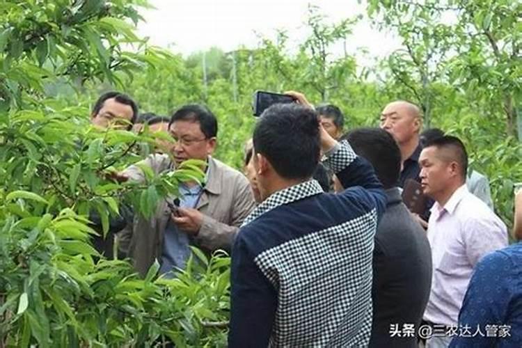 油桃是桃子的一个优良品种,大棚油桃该怎么管理呢？