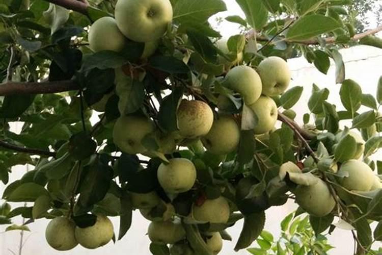 果树补钙:关键时期与科学方法