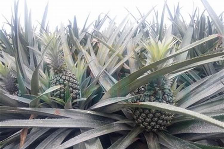 如何给凤梨施肥与浇水？