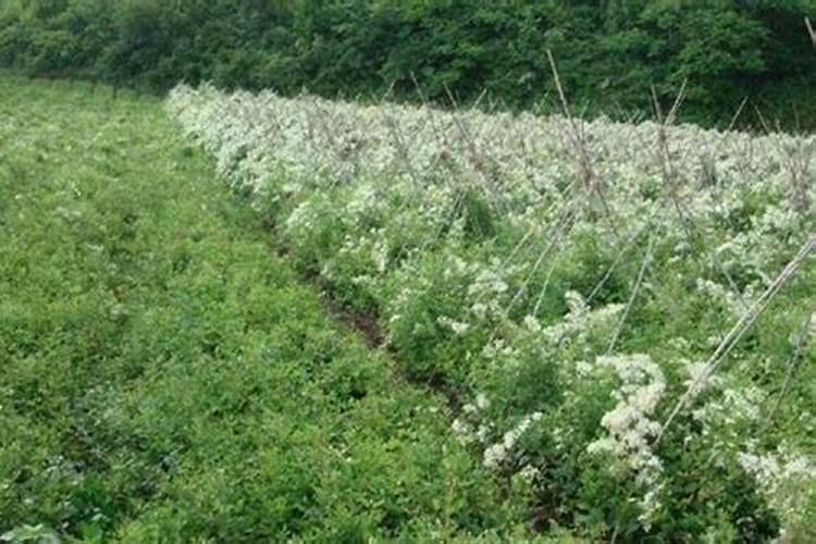 海大集团总部地有多少亩