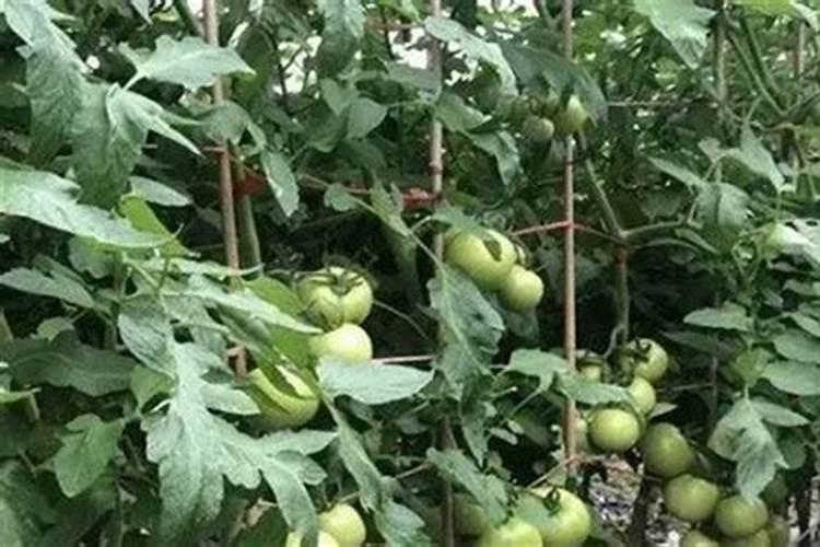 花粉萌芽培养液中的蔗糖,硼酸,硅酸钠各有什么作用