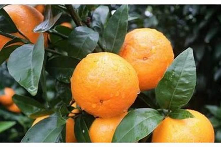 沃柑施什么肥最甜