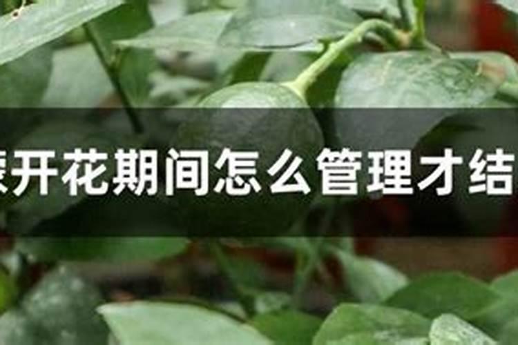 柠檬开花期间怎么施肥？