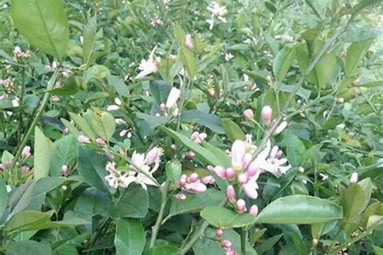 柠檬树开花结果后如何管理？