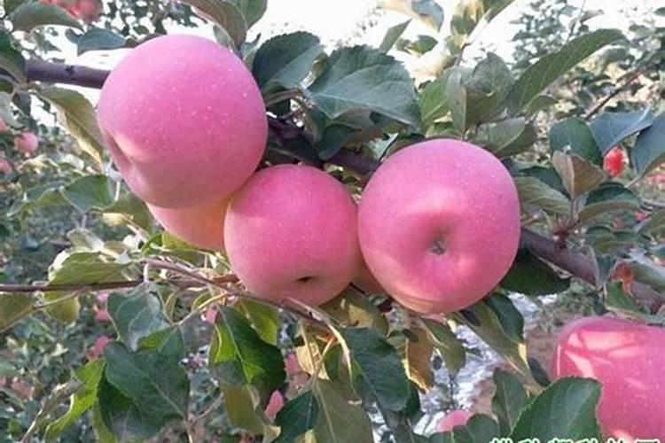 关于阿普斯特的最详细介绍,不能和这几种药一块服用