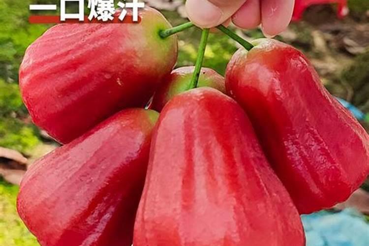 西葫芦怎么施肥