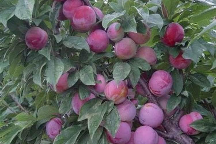 李树怎么施肥比较好 李树施肥时间和方法