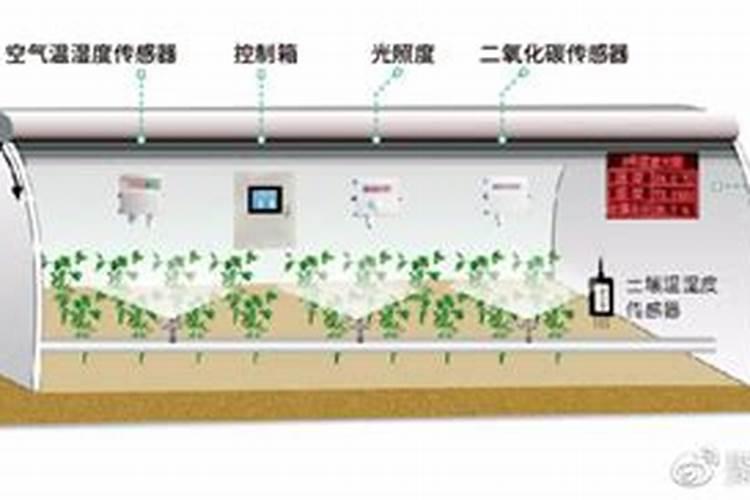 大棚番茄最全冬季施肥方案
