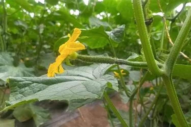 山上的土可以养花吗养花的土哪里挖最好