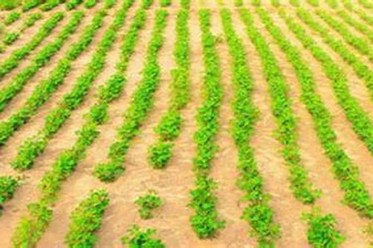 豆角亩产量一般是多少