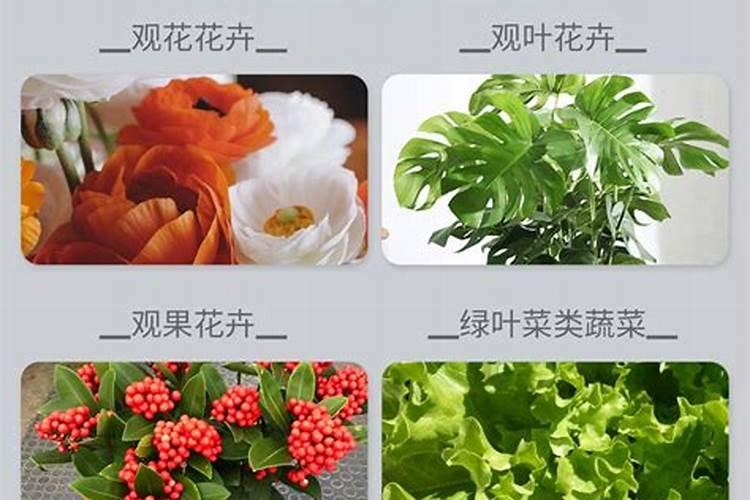 鲁西含腐殖酸水溶肥是什么含量的