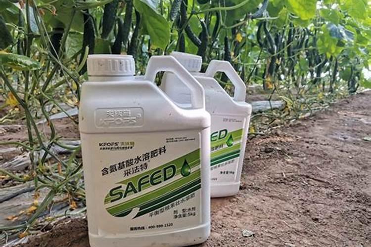 黄瓜膨果期用什么肥料