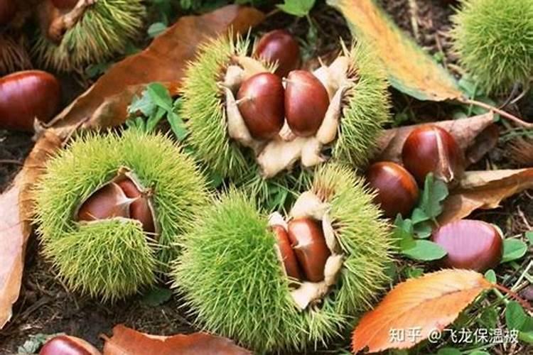 板栗如何施肥才能高产