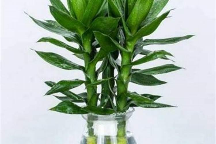 水培富贵竹怎么施肥