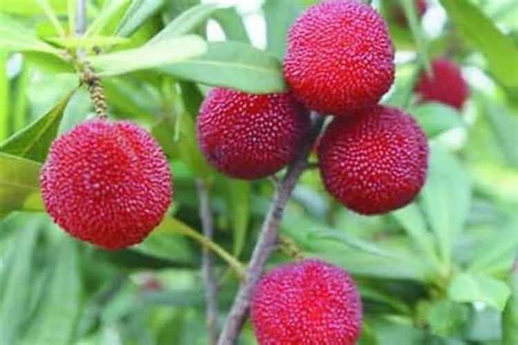 杨梅树苗施什么肥最好？