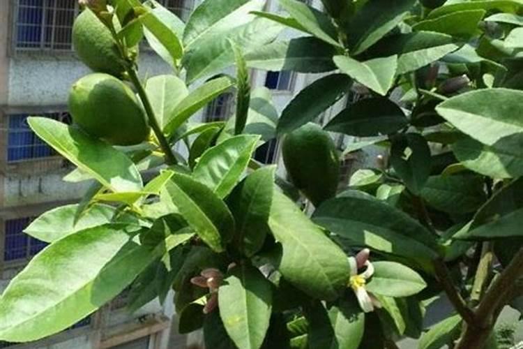 香菜一般什么季节栽种