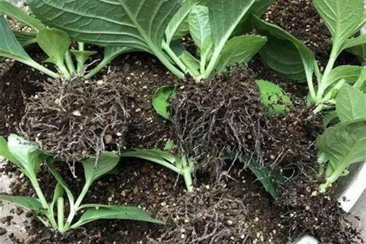 绣球花施肥方法,用什么肥好