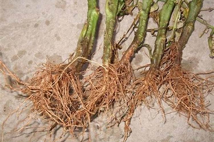 中药材地黄一次冲施多少肥料合适？地黄壮根叶面肥厂家哪家好？