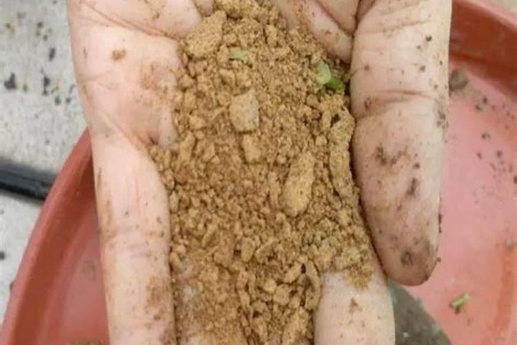 阳台种菜最好肥料菜枯(饼肥)的几种用法