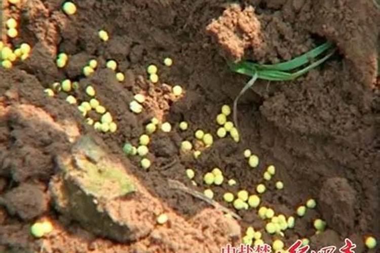 农医生专家们,下午好, 怎样辨别控释肥真假？有没有简单的方法辨别了？