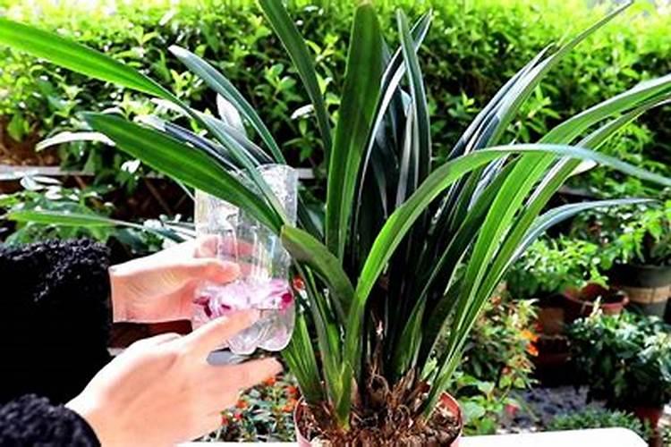 甲壳素水溶肥的功效与作用