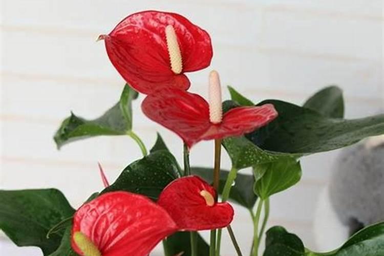 红掌旺盛的养殖方法 红掌怎么水养才旺盛