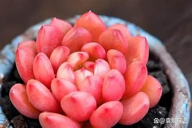 纹瓣兰应该如何养护？  知乎