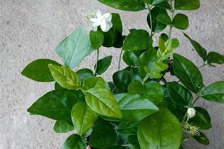茉莉花怎样过冬最好