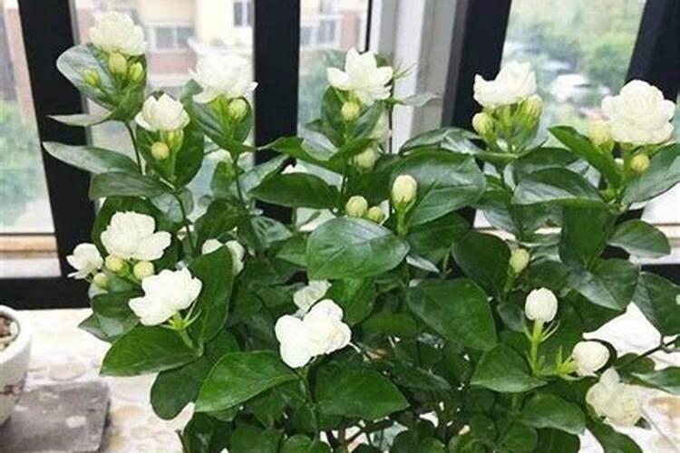 茉莉花怎么施肥