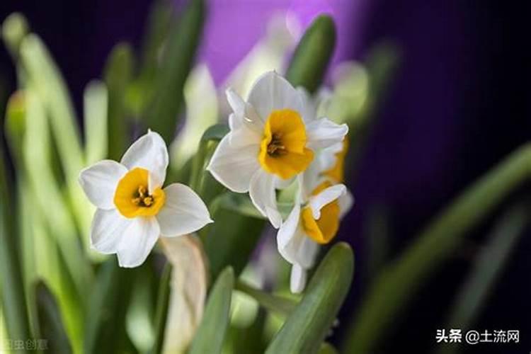 冬季可以给盆栽施肥(冬天可以给盆花施肥吗)