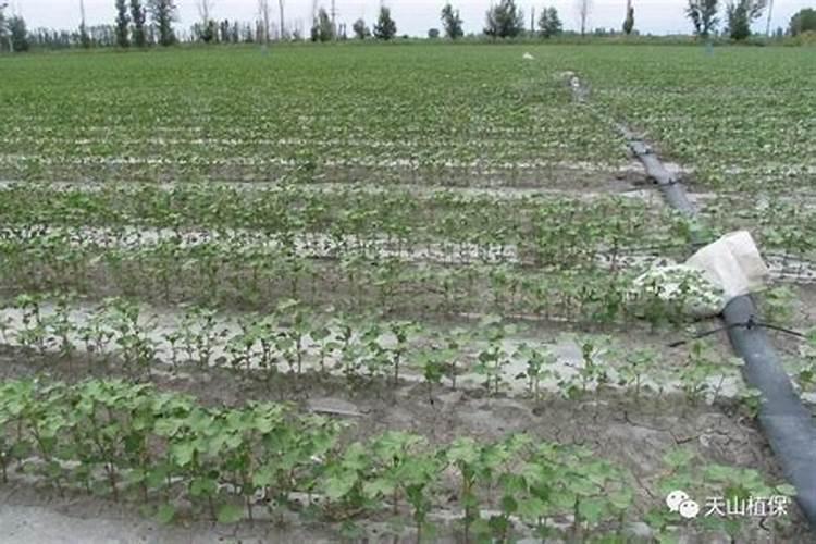 芸苔素对棉花有什么作用