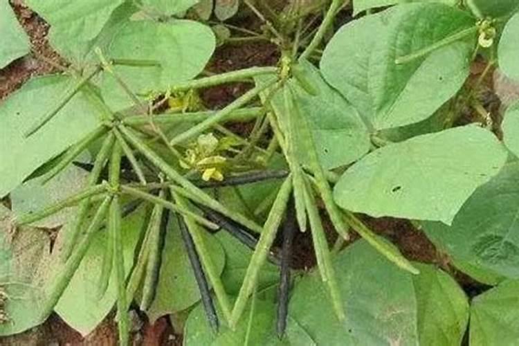 黄瓜使用增瓜灵的技巧