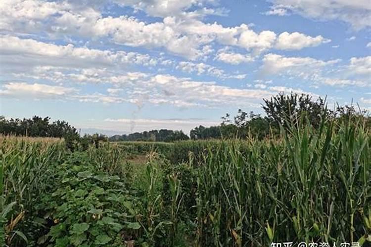 玉米用什么含量的肥料