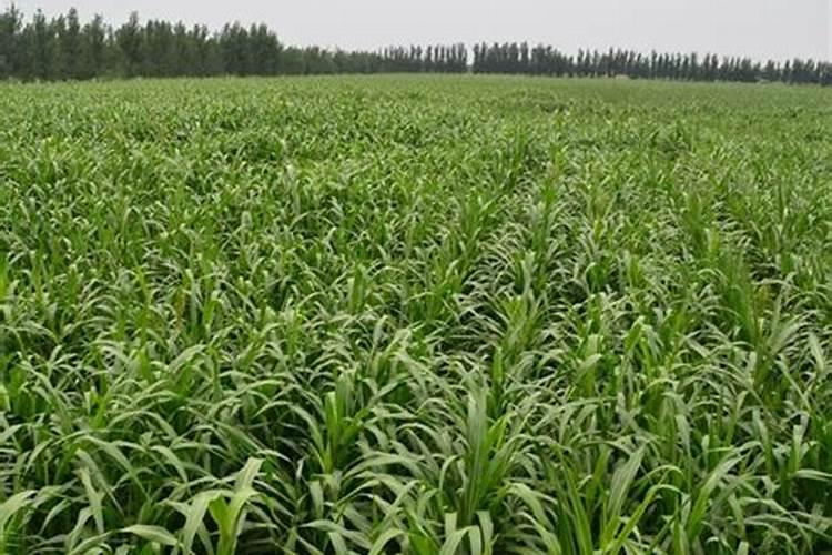 种植高粱用什么化肥,一亩地需要用多少化肥