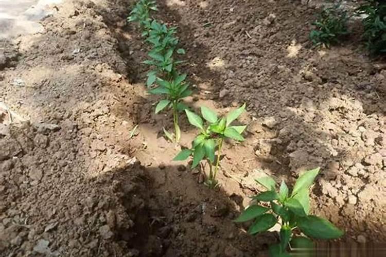 下雨天阳台上盆栽可以给番茄和辣椒施肥吗？