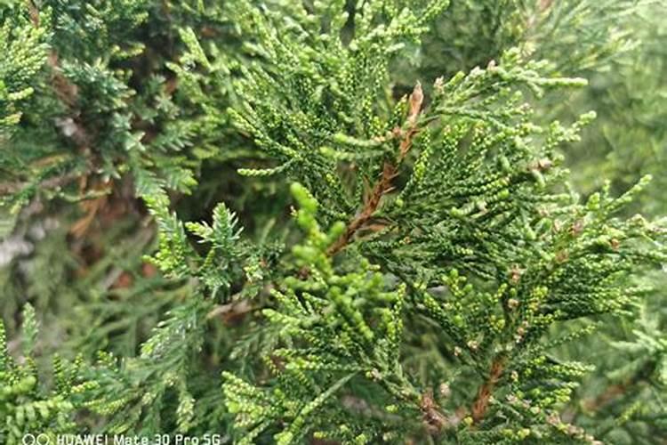 钾肥的正确使用方法