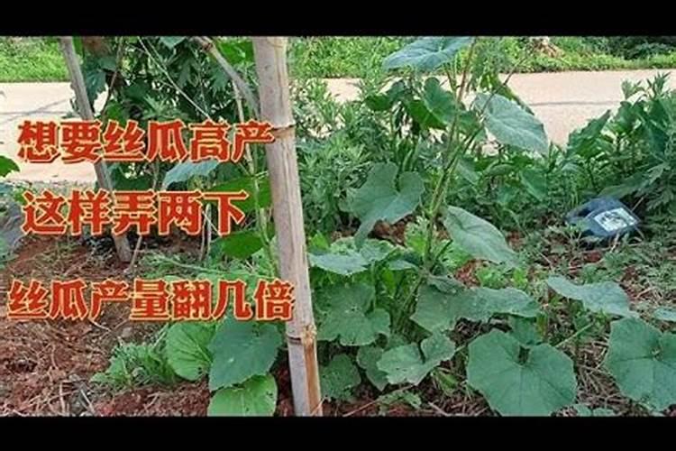 想在夏季种植丝瓜,具体要掌握怎样的种植技术呢？