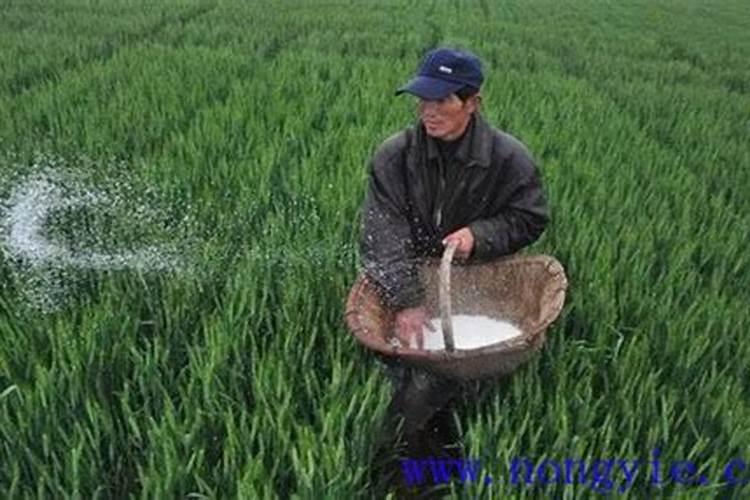 多肉多久施一次肥