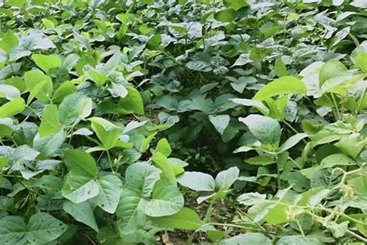 大豆结荚打硼钼肥好吗