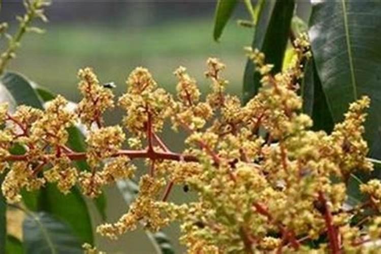 芒果生长期用化肥吗