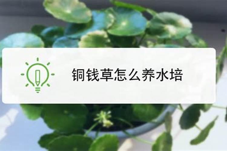 如何给金钱草施肥