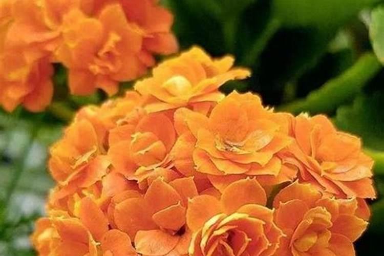 栀子花可以用复合肥吗