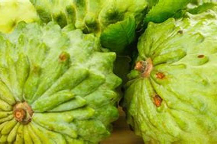 释迦果树种植方法