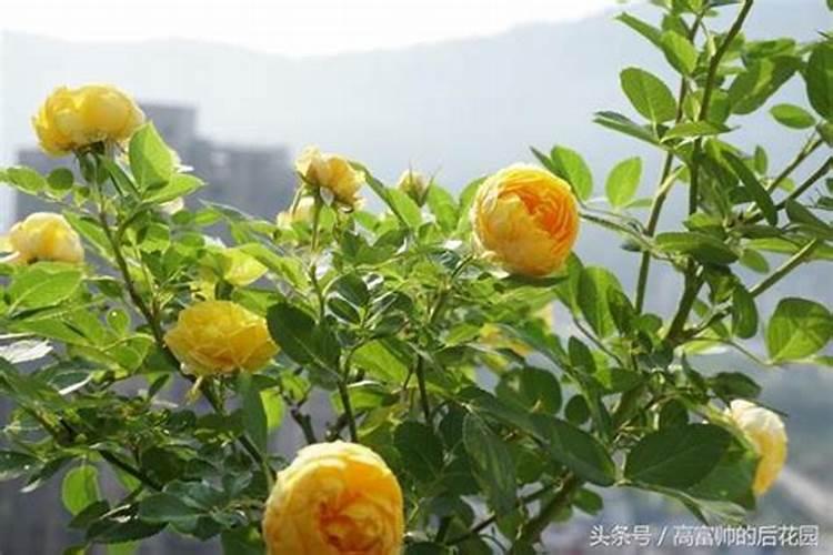 植物过冬的方法是什么？