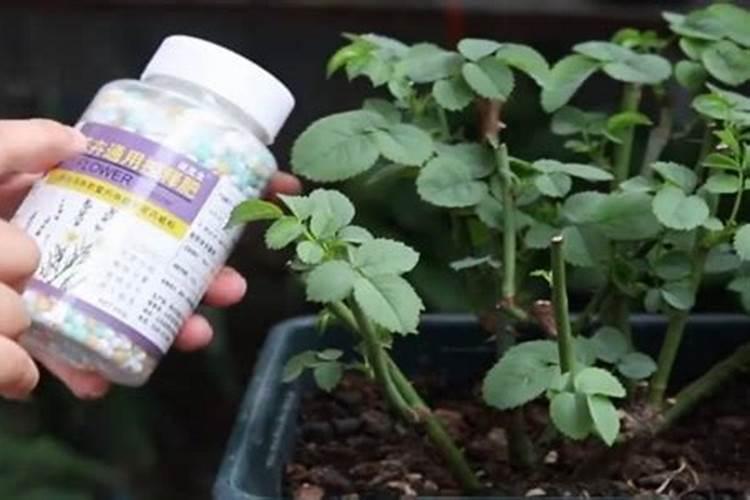 玉米打药最佳时间