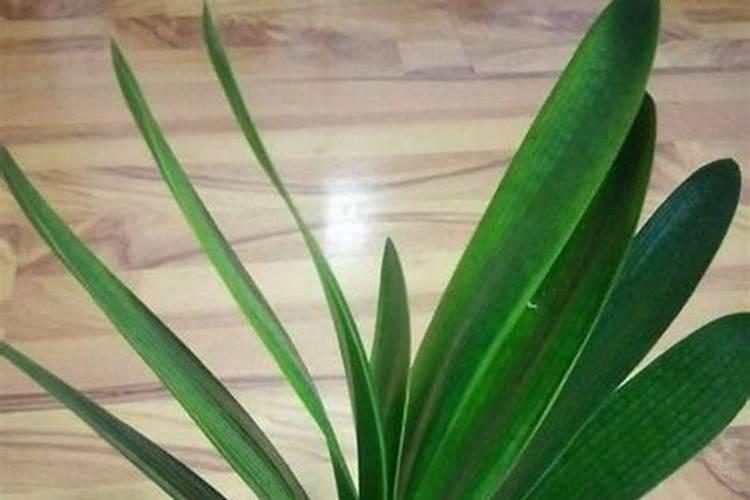 陕西叶面肥品牌有哪些