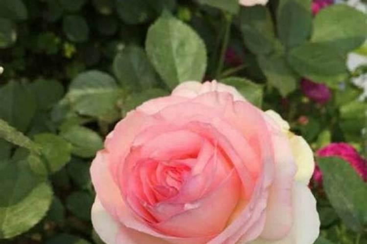 入冬前月季应该施肥方法是什么