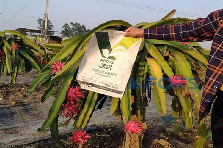 枫丹丽都怎么样？好不好？值不值得买？